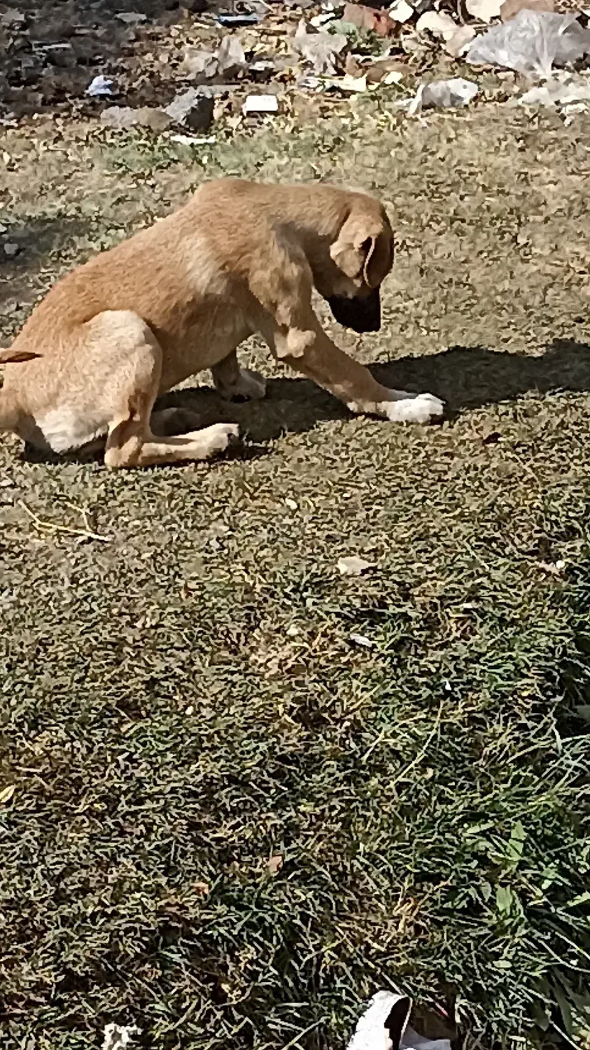 فروش تعدادی توله سگ|سگ|شبستر, |دیوار