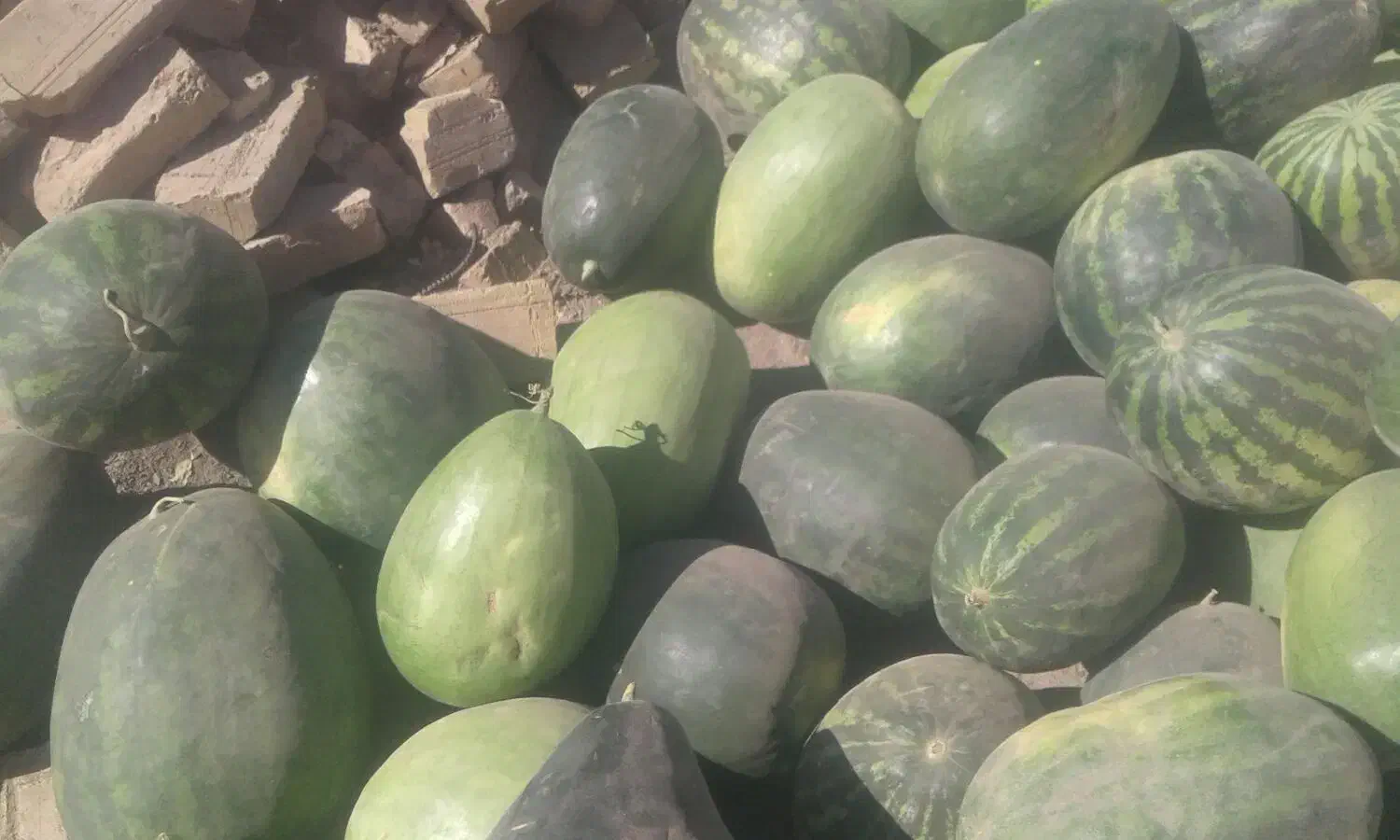 هندوانه دیم|خوردنی و آشامیدنی|نوده انقلاب, |دیوار