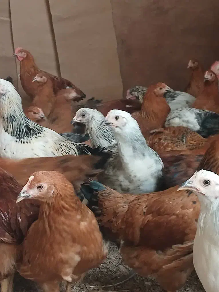 مرغ|حیوانات مزرعه|تاکستان, |دیوار