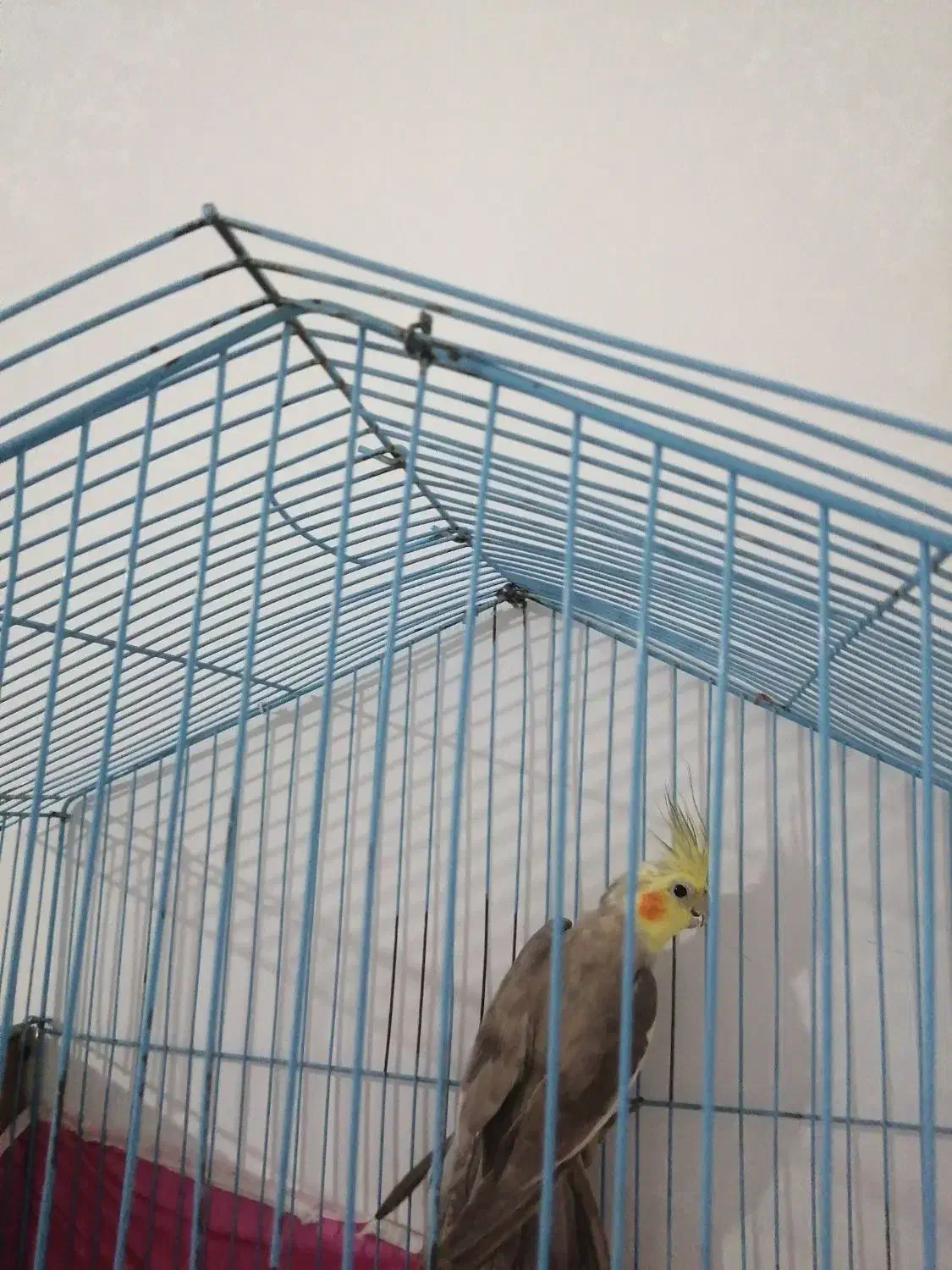 معاوضه پرنده|پرنده|مشهد, امیریه|دیوار