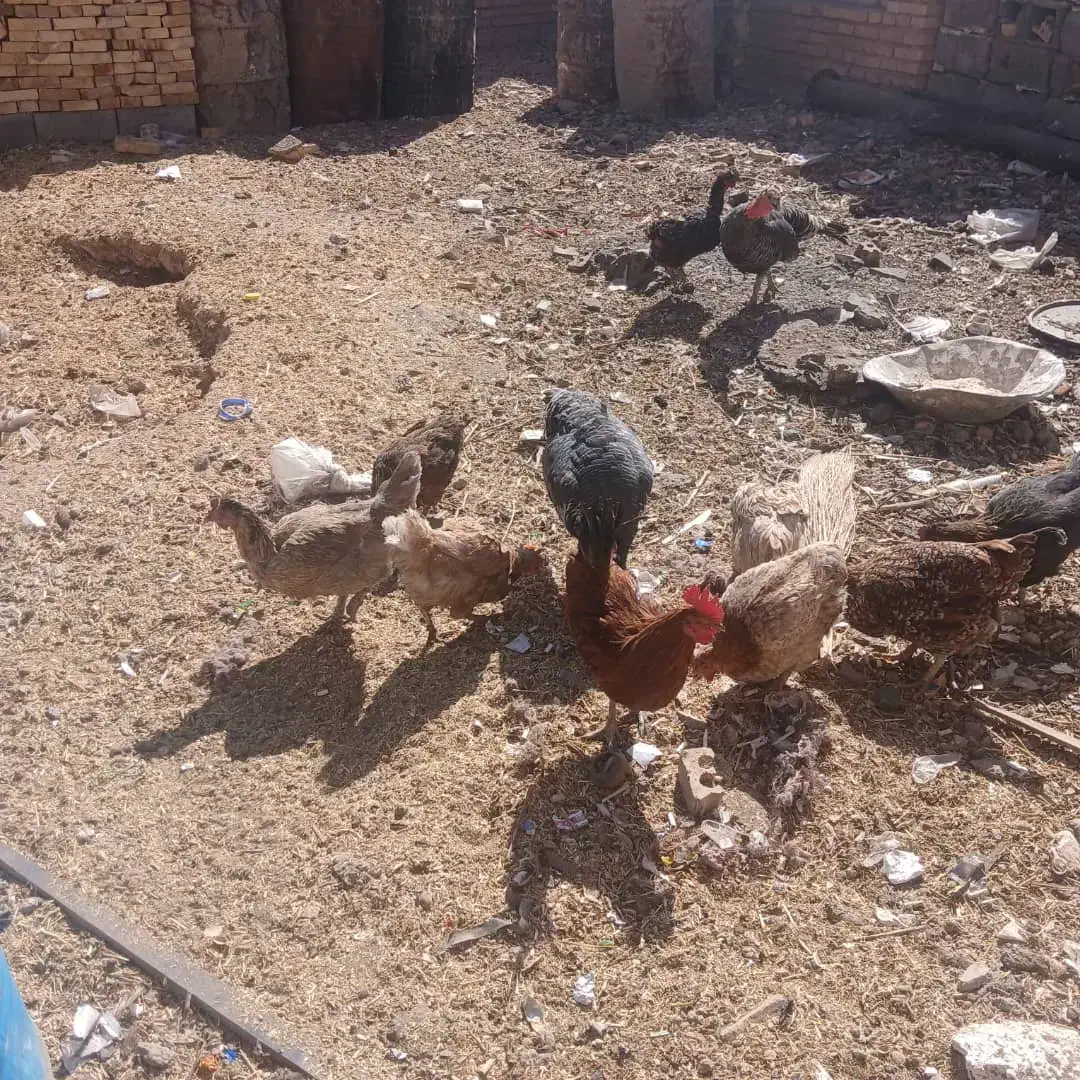 مرغ|حیوانات مزرعه|خانمیرزا, |دیوار