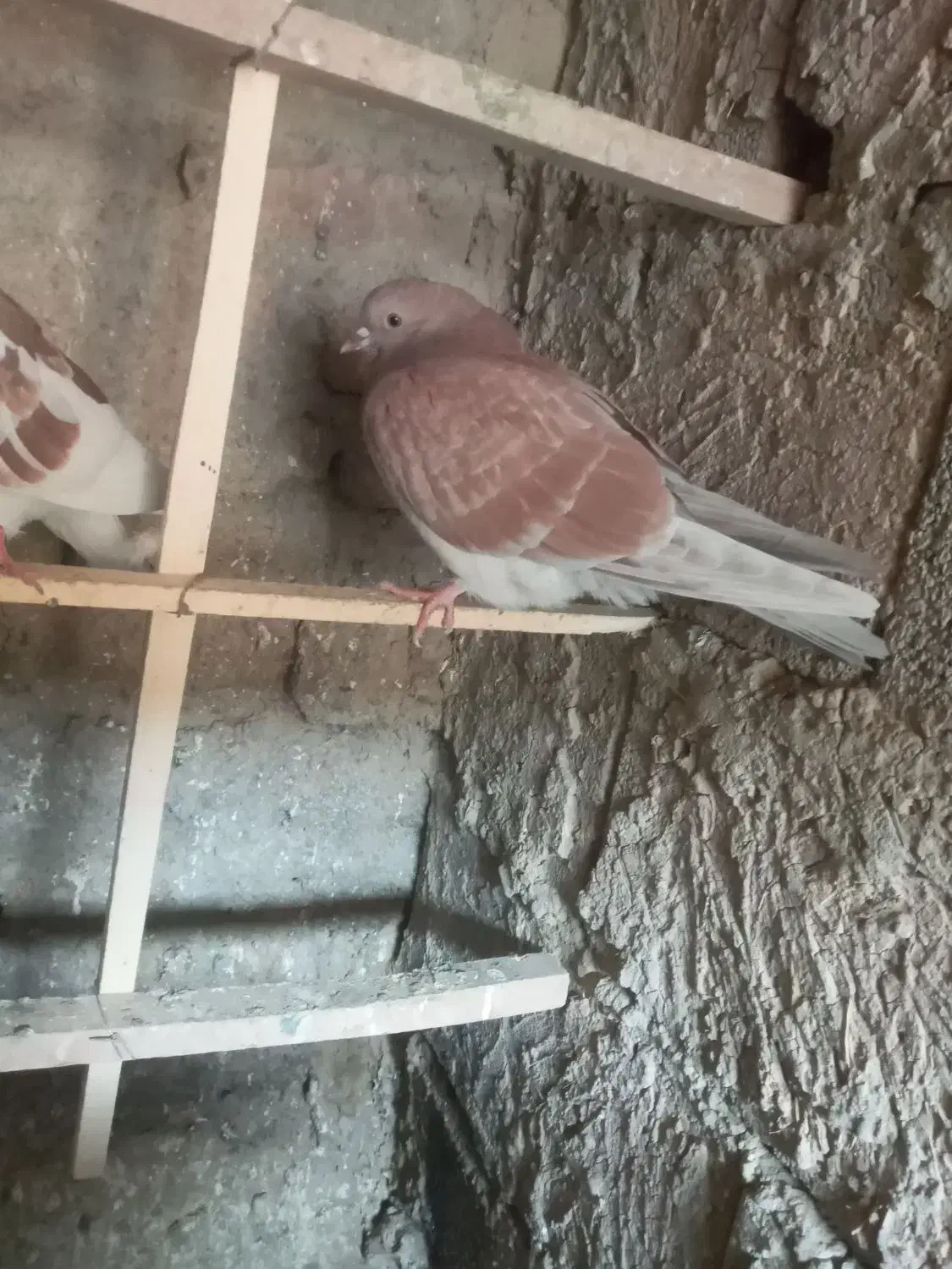 کبوتر،کفتر فروشی|پرنده|چهاردانگه (تهران), |دیوار