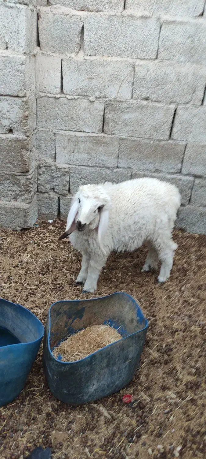 گوسفند|حیوانات مزرعه|سراوان, |دیوار