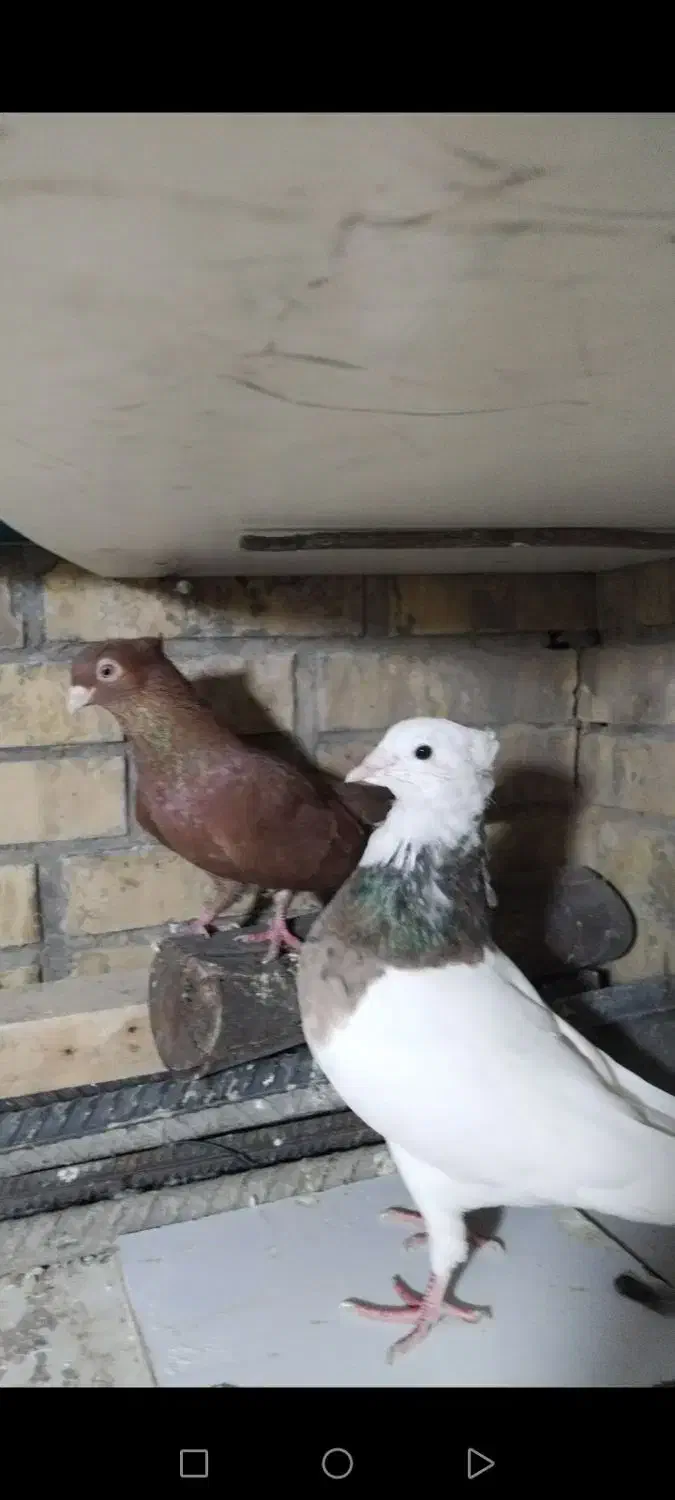 کبوتر قشنگ و ذات دار|پرنده|طسوج, |دیوار