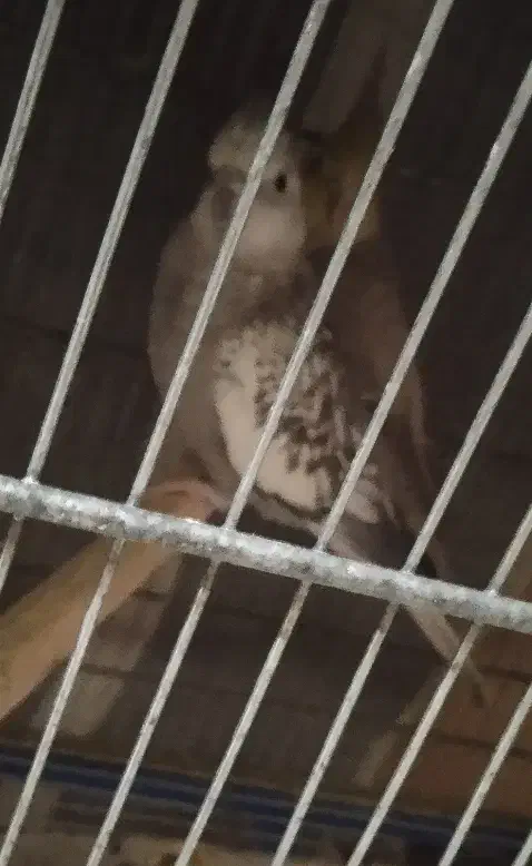 6عدد عروس ماده بالغ 2تا ایزابل آهویی یکی 2سینامون|پرنده|هشتگرد, هشتگرد قدیم|دیوار