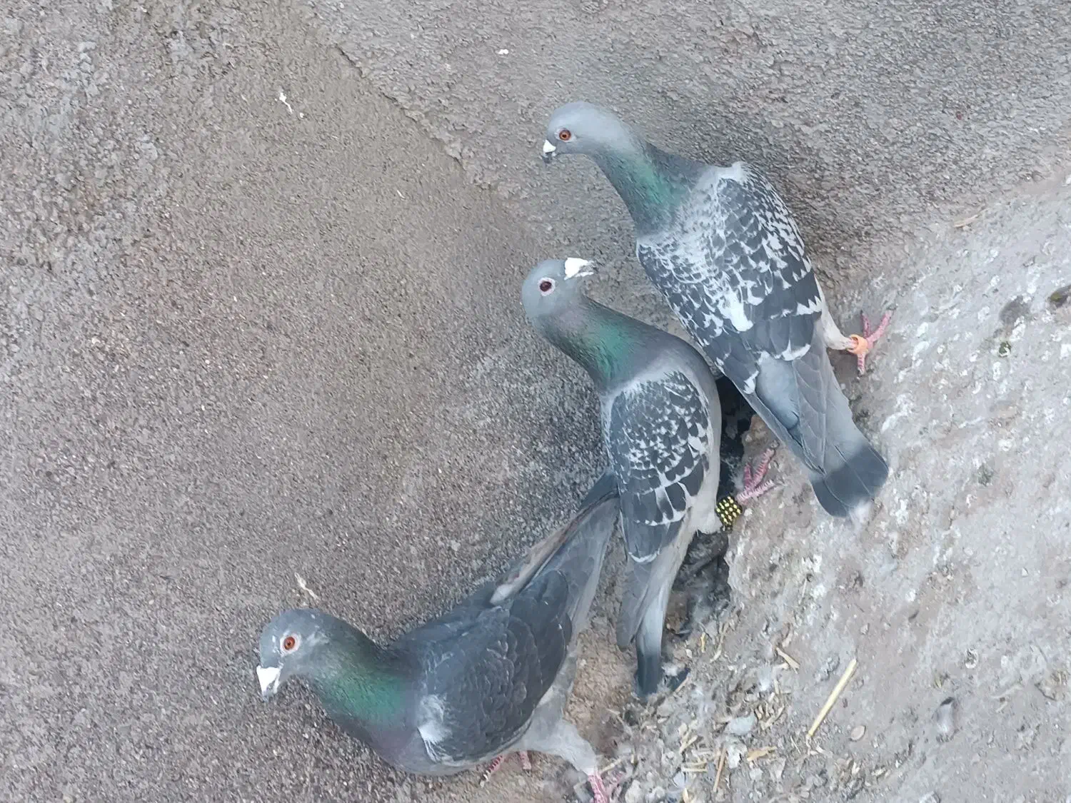 3عدد کبوتر نر|پرنده|تایباد, |دیوار