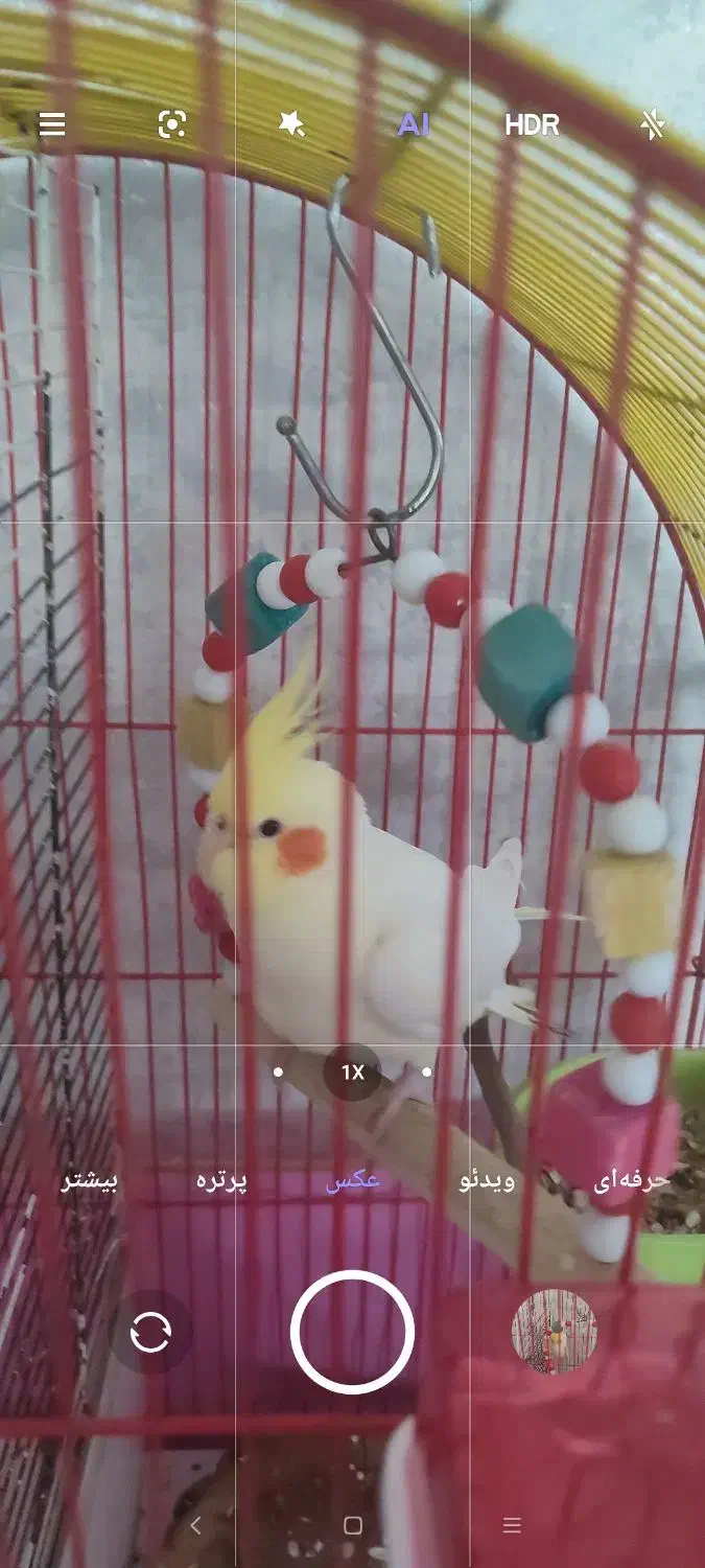 عروس هلندی نر|پرنده|تبریز, |دیوار