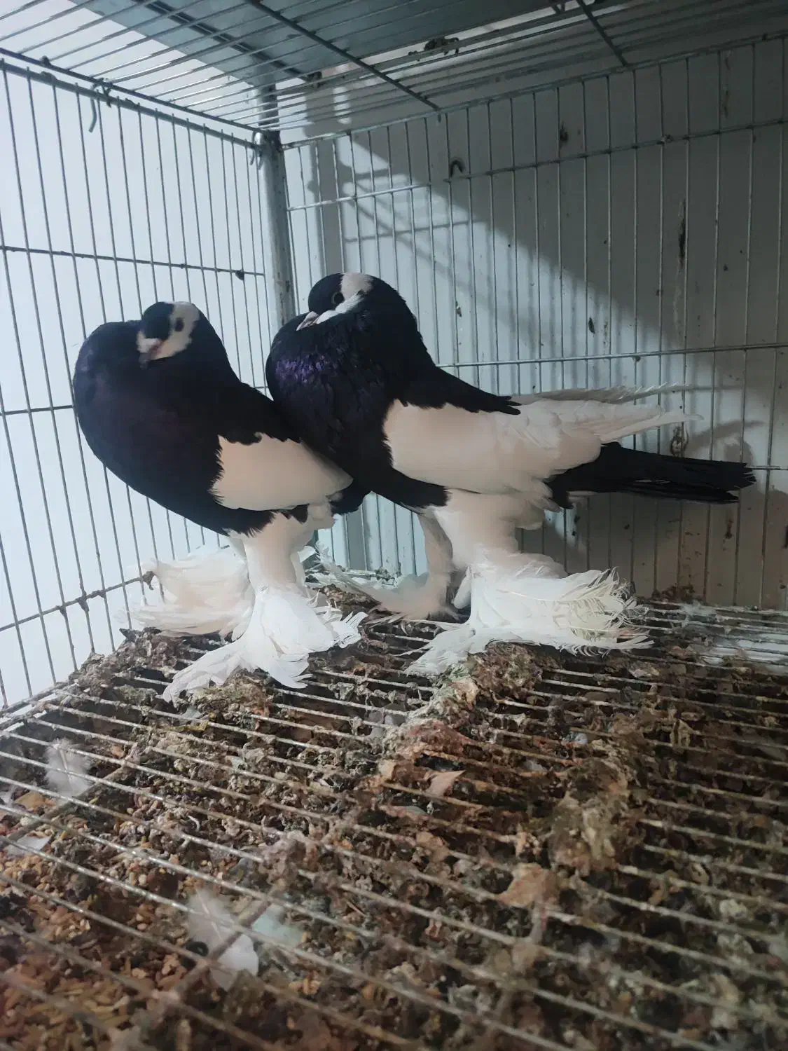 جفت مولد کبوتر زینتی بادکنکی ماهرو|پرنده|شیراز, شهرک گلستان|دیوار