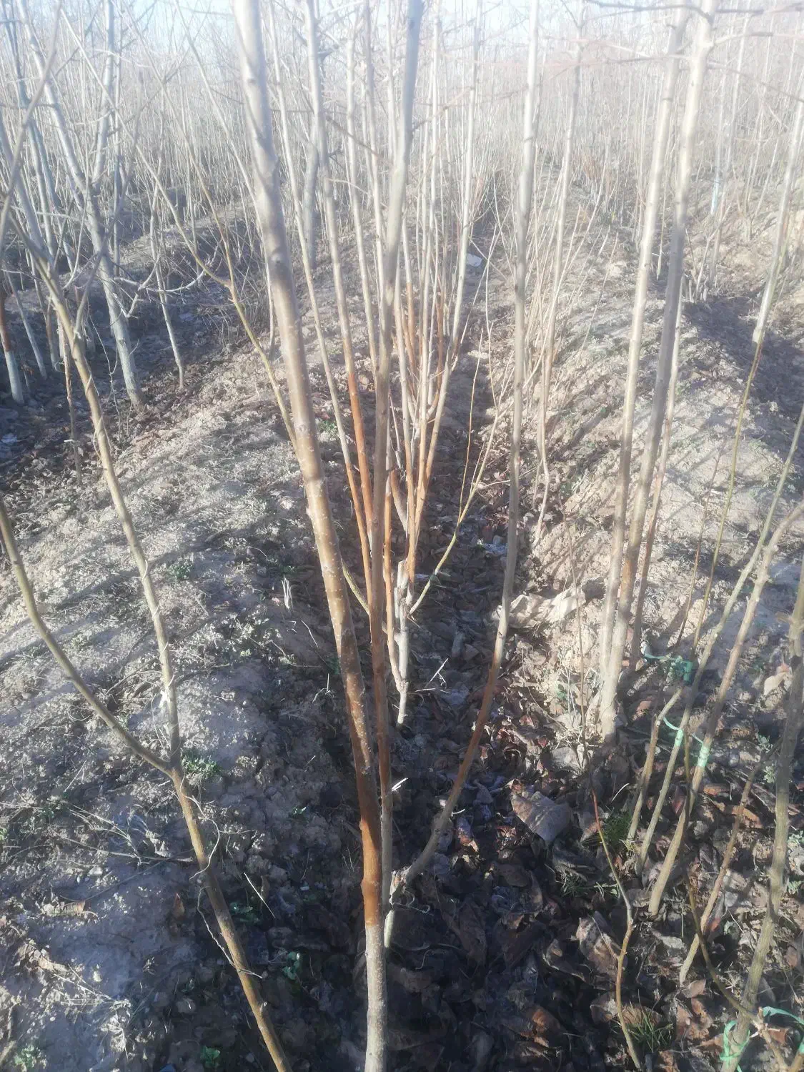 نهال گیلاس|خدمات باغبانی و درختکاری|نیشابور, فضل|دیوار