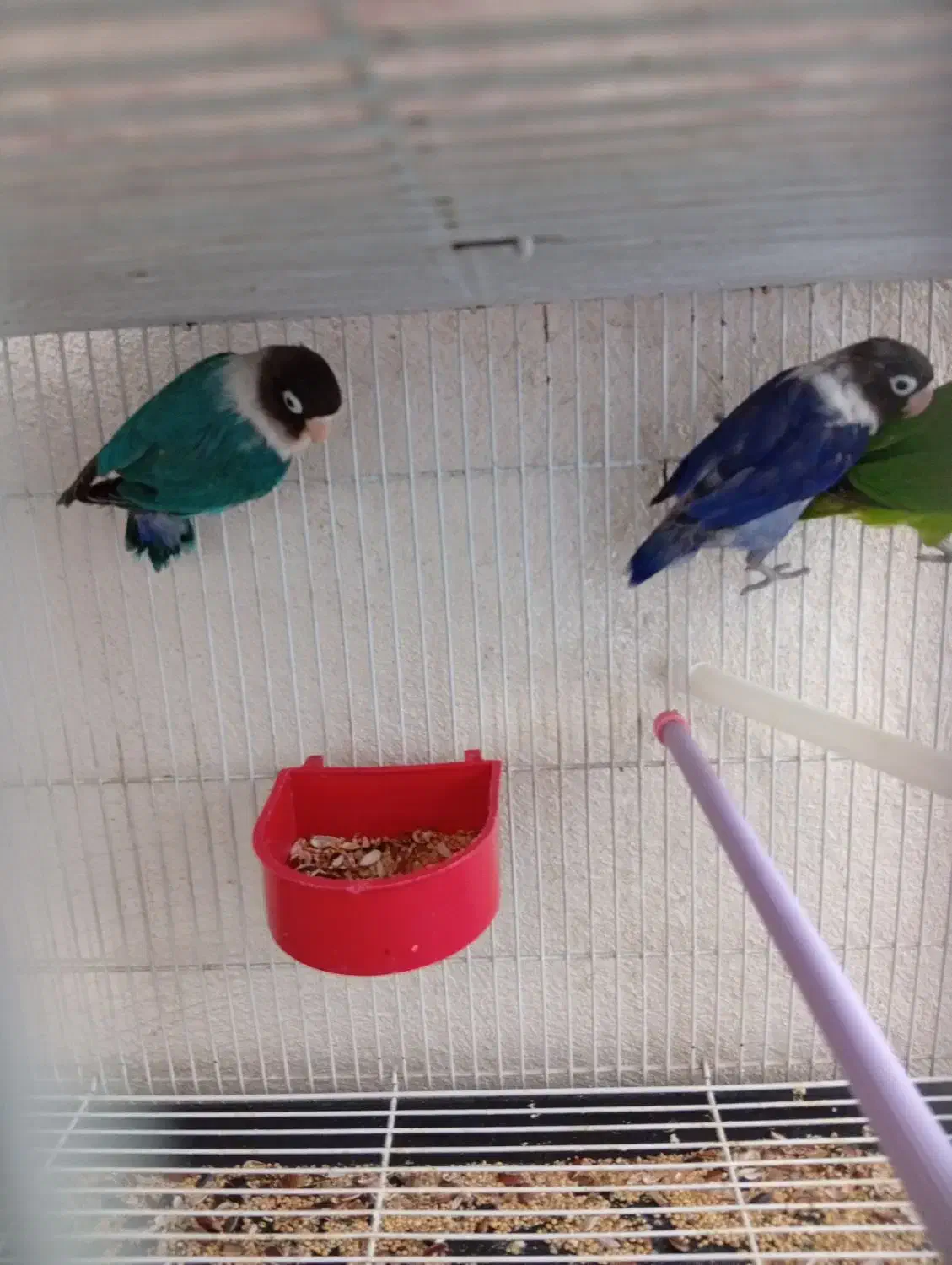 طوطی برزیلی|پرنده|سقز, |دیوار