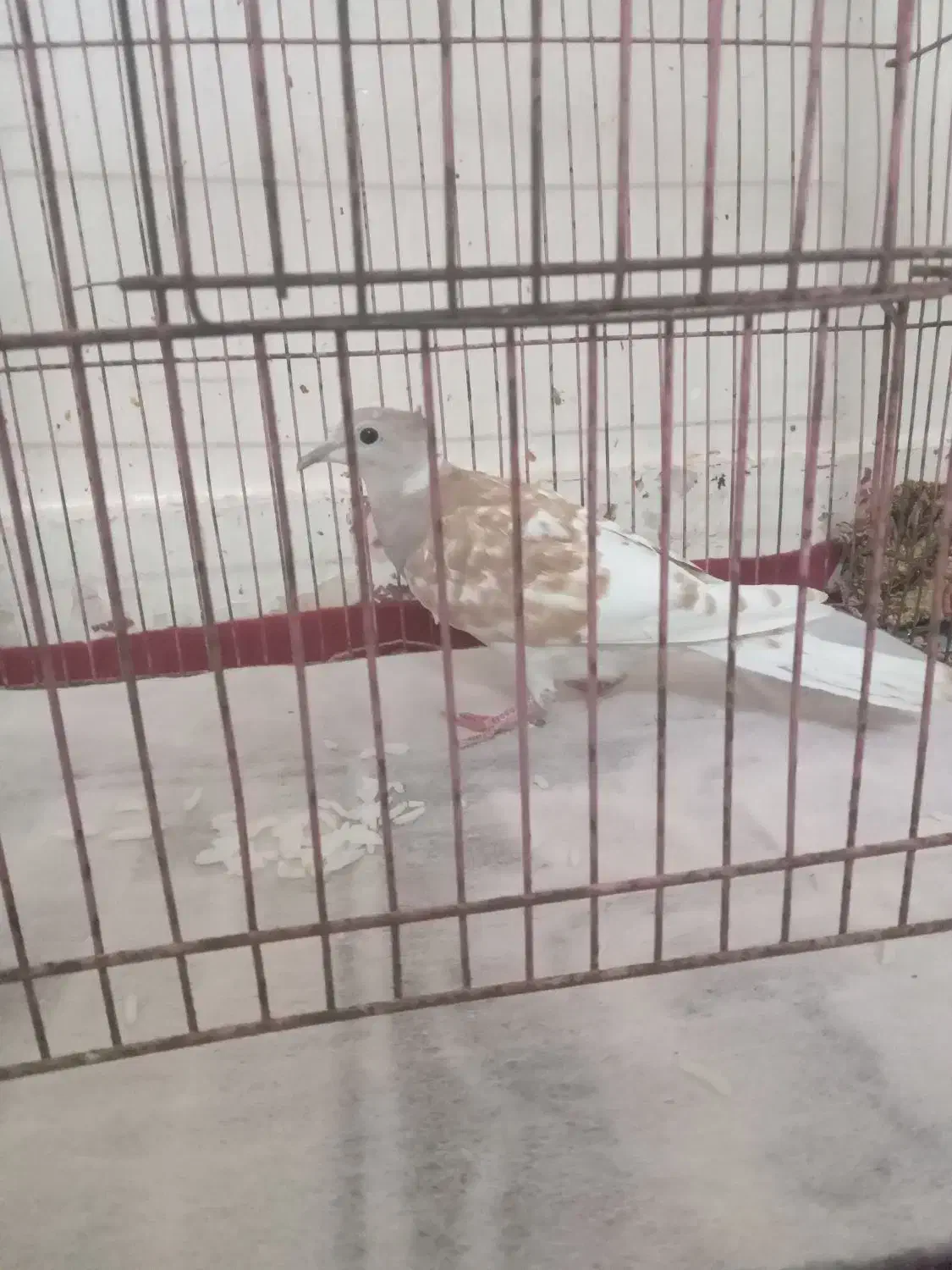 کنترل یا کریم|تلویزیون و پروژکتور|اندیمشک, |دیوار