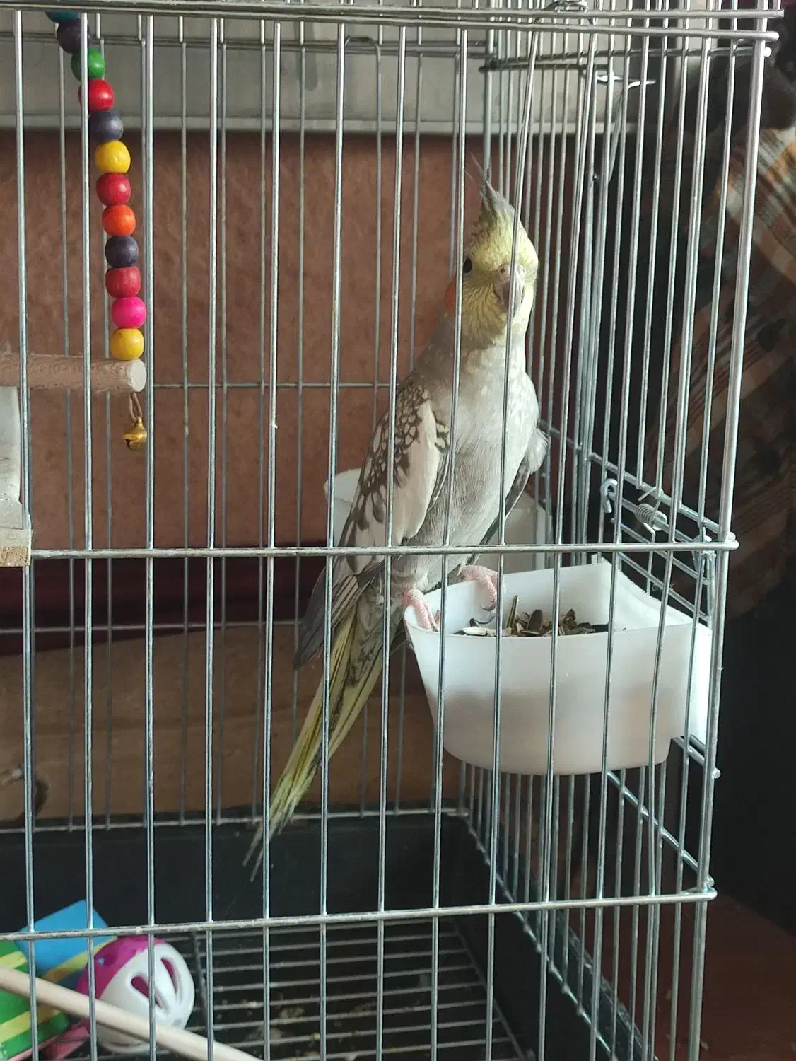 عروس هلندی|پرنده|فرخ‌شهر, |دیوار