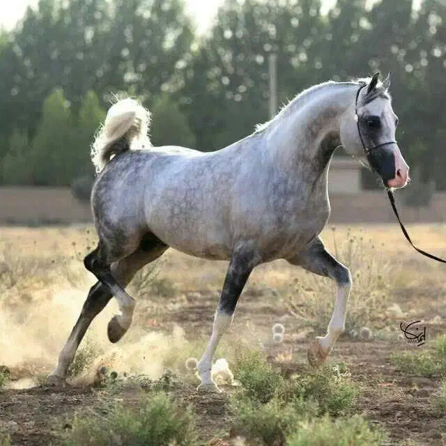 خرید وفروش باچک مدتی|اسب و تجهیزات اسبسواری|حبیب آباد, |دیوار