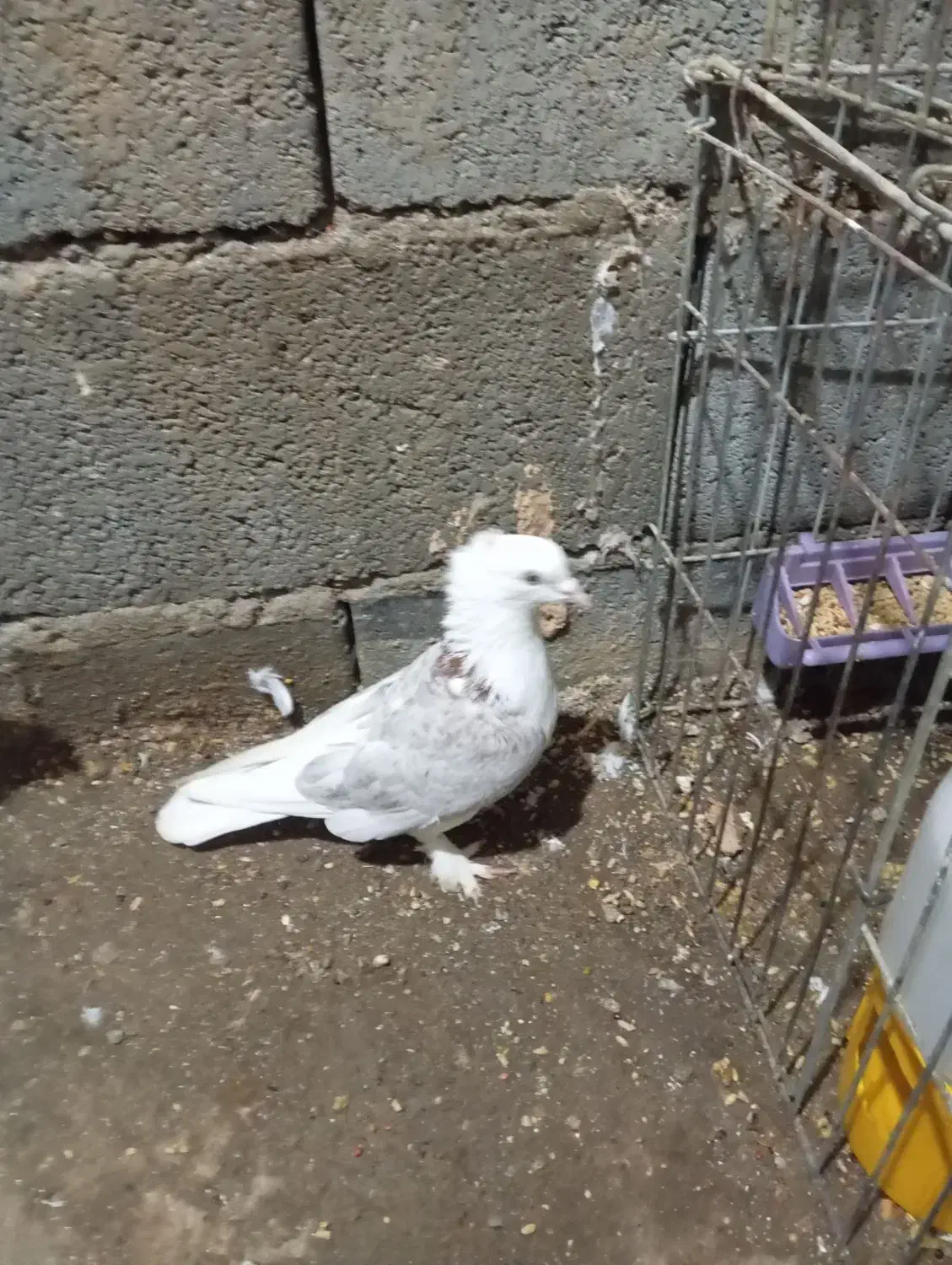 کفتر گره کوک|پرنده|میناب, |دیوار