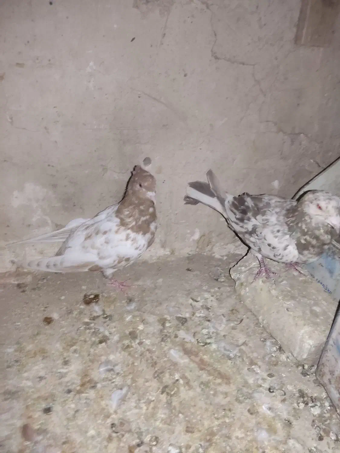 کبوتر|پرنده|تاکستان, |دیوار