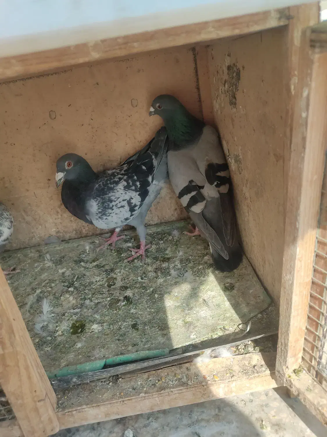 کفتر پلاکی|پرنده|تهران, یافتآباد|دیوار