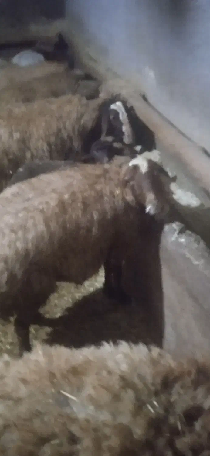 میش و بره|حیوانات مزرعه|دهگلان, |دیوار