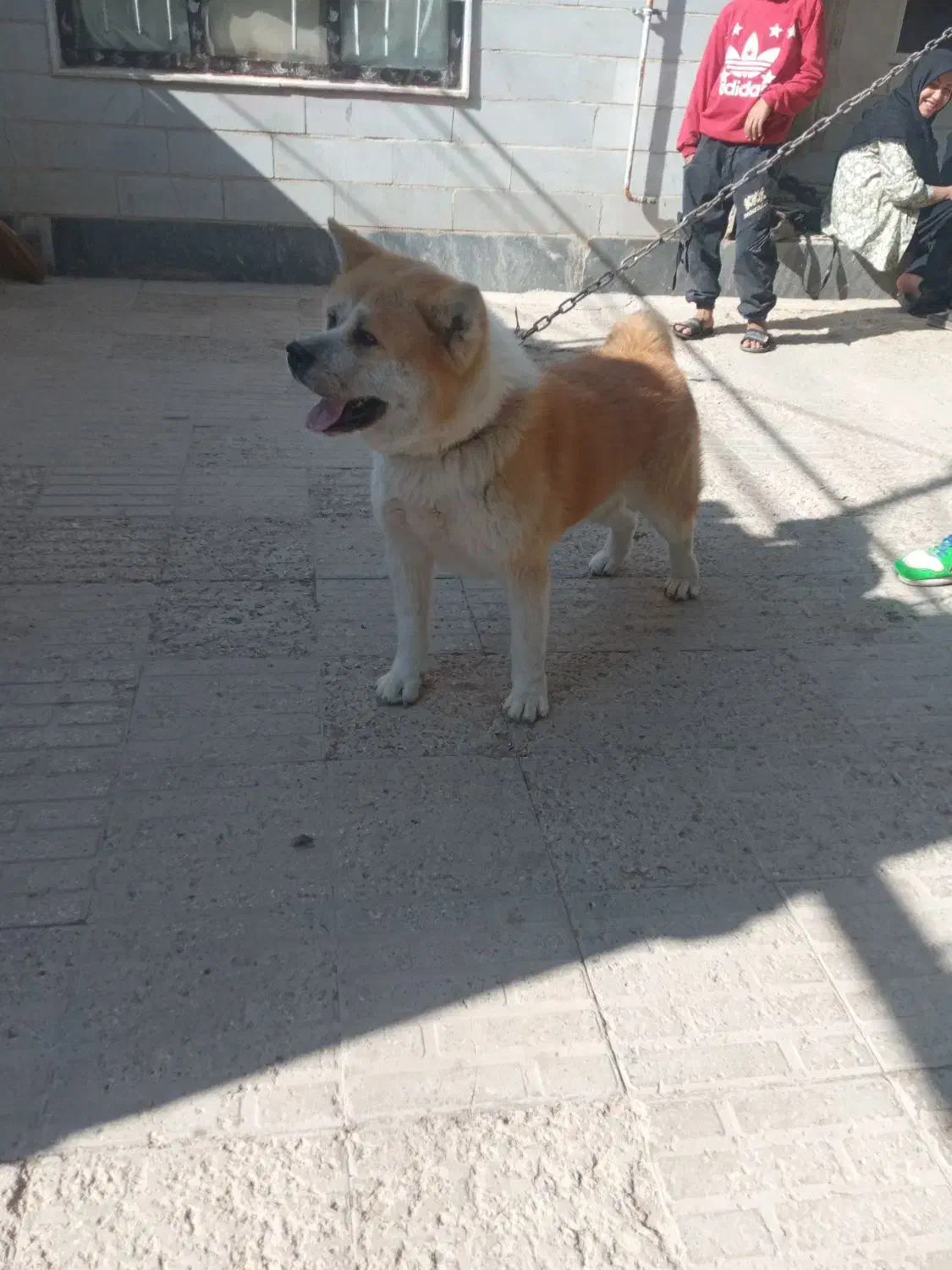 سگ آکیتا نر یکساله|سگ|تاکستان, |دیوار