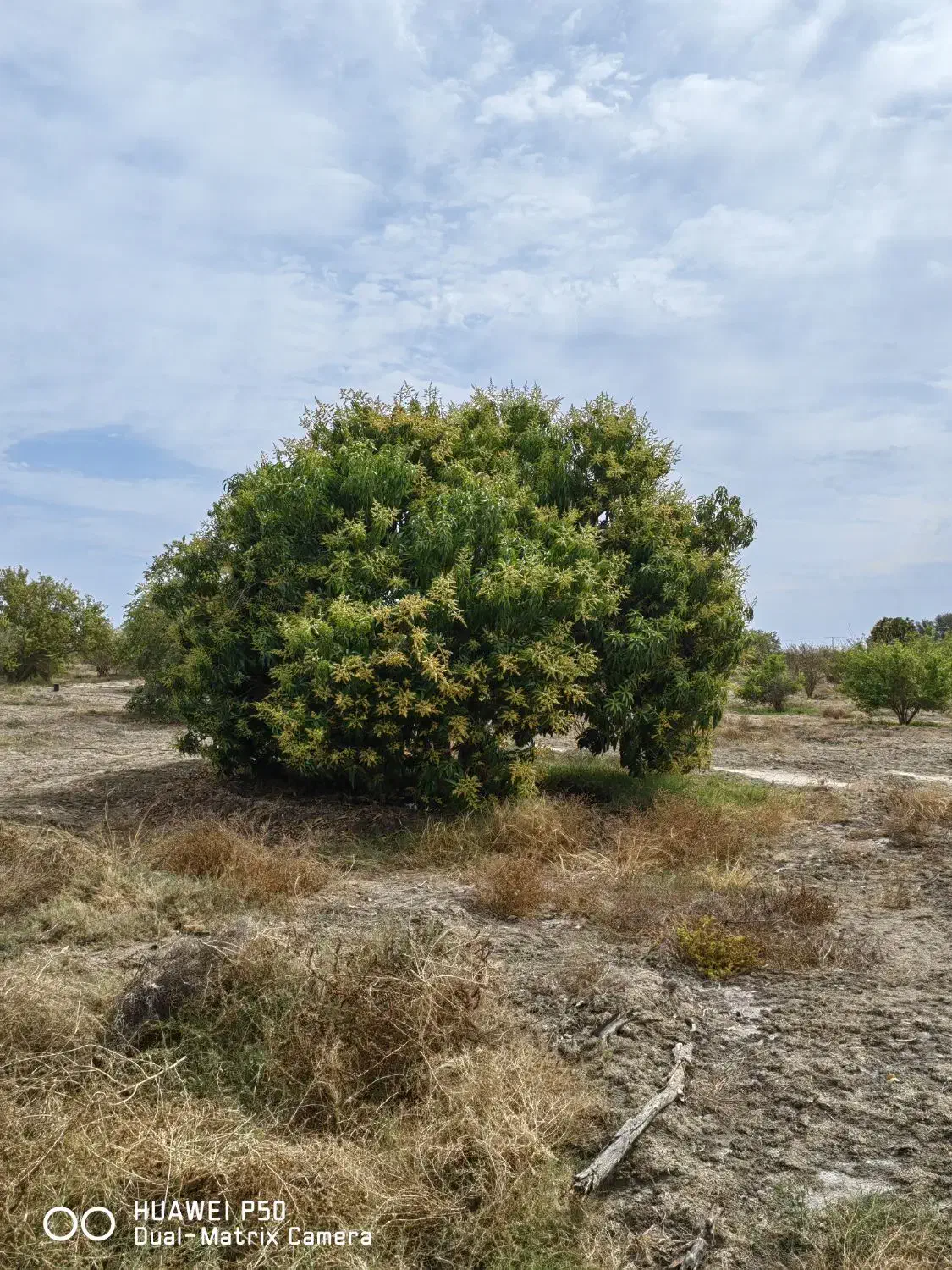 باغ ۲۰ هکتاری سندتکبرگ پروانه چاه ششدانگ|فروش دفتر صنعتی، کشاورزی، تجاری|میناب, |دیوار
