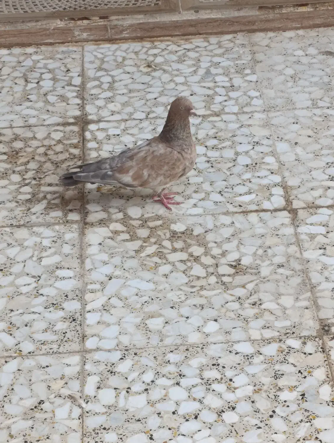 سوسنگرد|پرنده|سوسنگرد, |دیوار