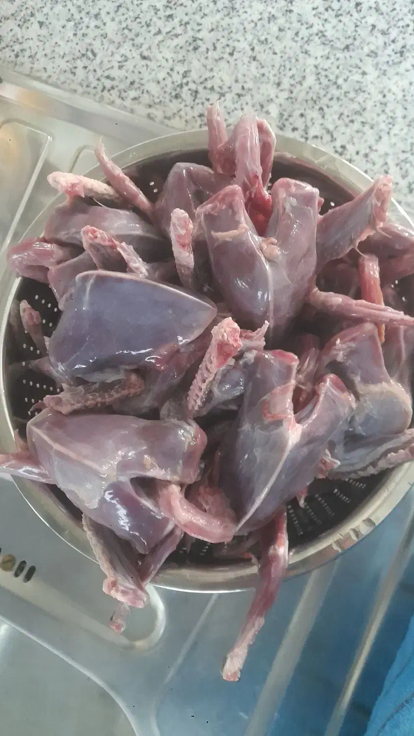 کبوتر کشتنی تمیز شده|پرنده|خمینی‌شهر, |دیوار