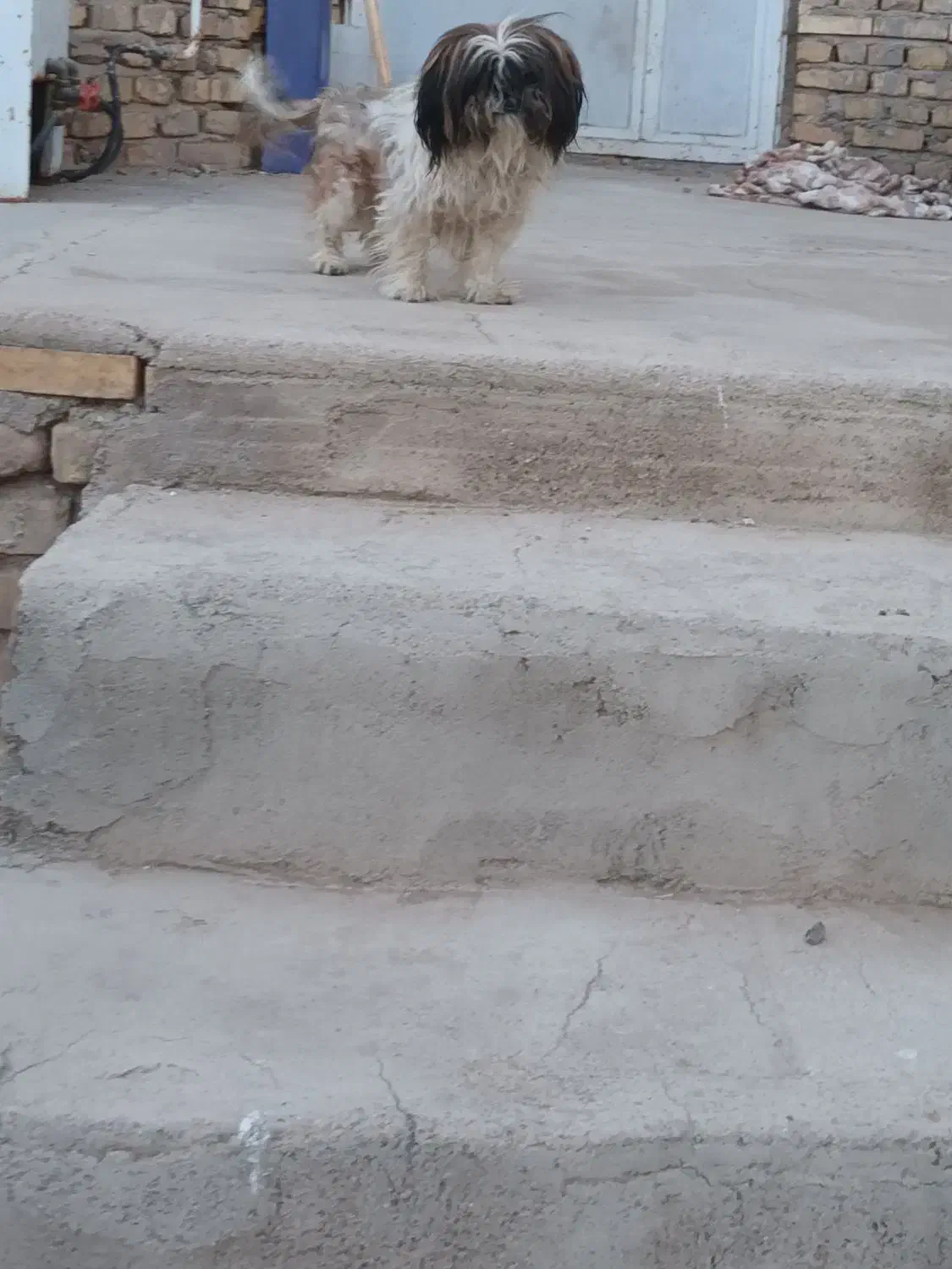 سگ نژاد شیتزو|سگ|زارچ, |دیوار