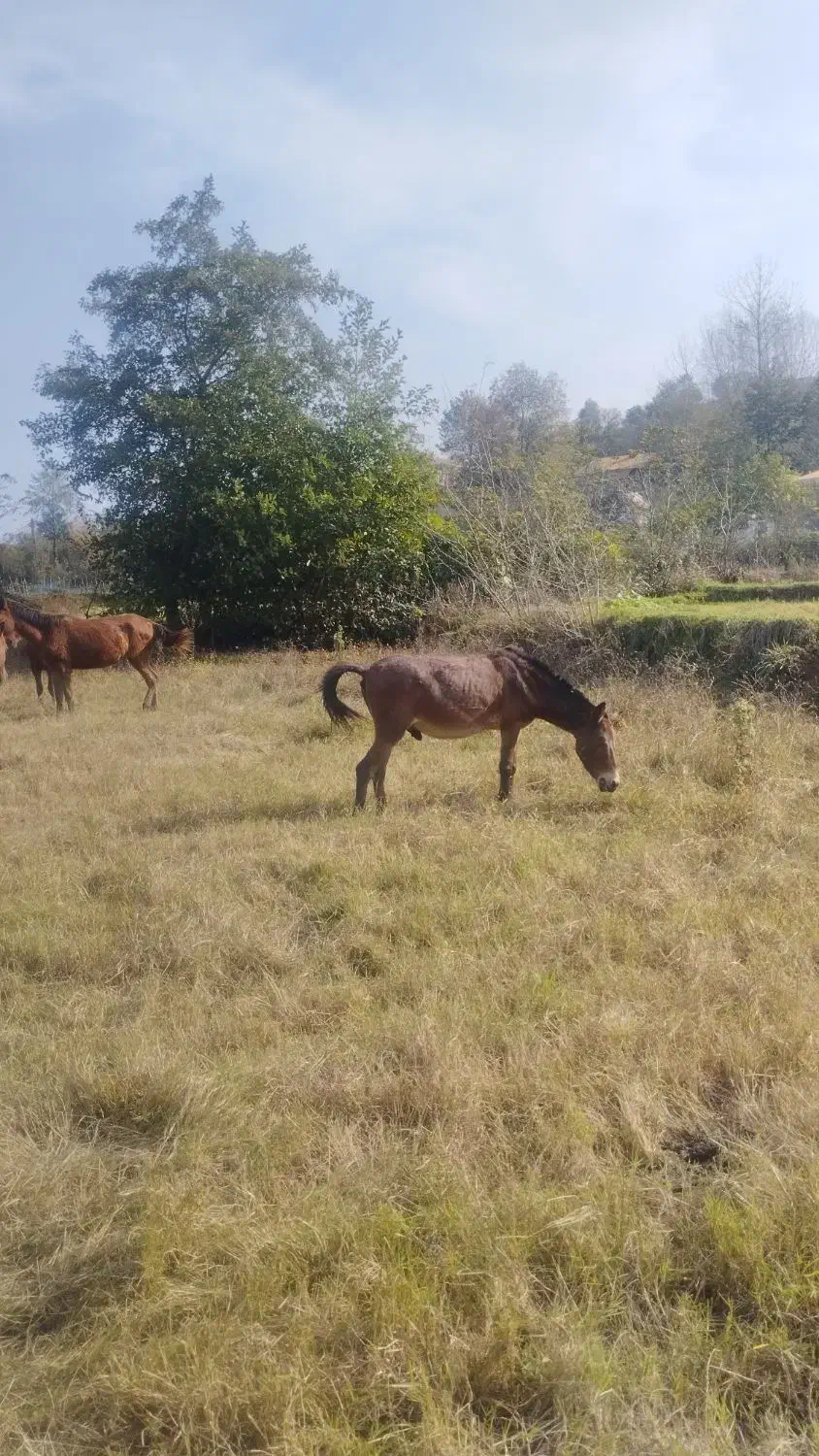 قاطر|حیوانات مزرعه|سیاهکل, |دیوار