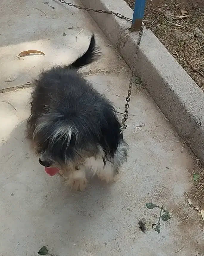 واگذاری واگذاری|سگ|شوشتر, |دیوار