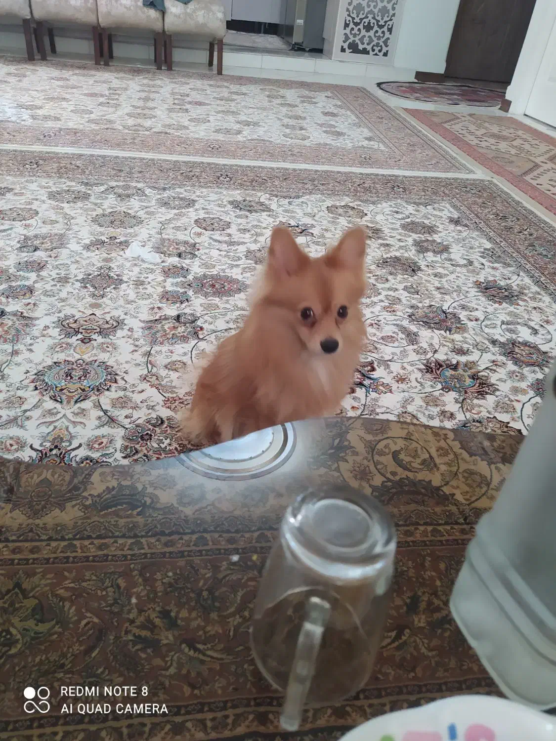 سگ پامر|سگ|صباشهر, |دیوار