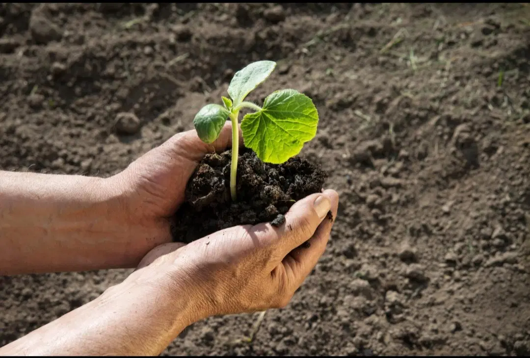 کود اورگانیک مناسب برای پاییز با قیمت مناسب|خدمات باغبانی و درختکاری|تبریز, |دیوار