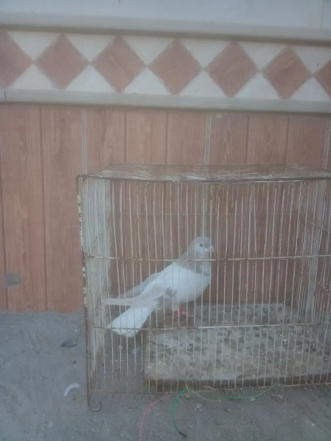 برنده|پرنده|زاوه, |دیوار