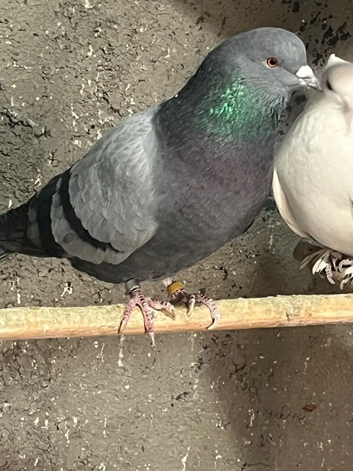 6عدد کفتر کفتر بازی|پرنده|ری, علایین|دیوار