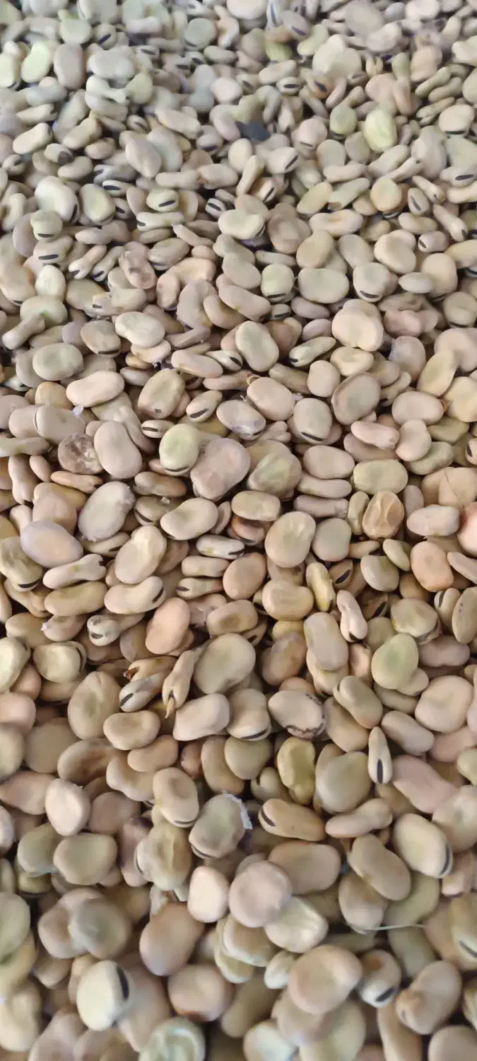 باقلا هیستال|خوردنی و آشامیدنی|گرگان, |دیوار