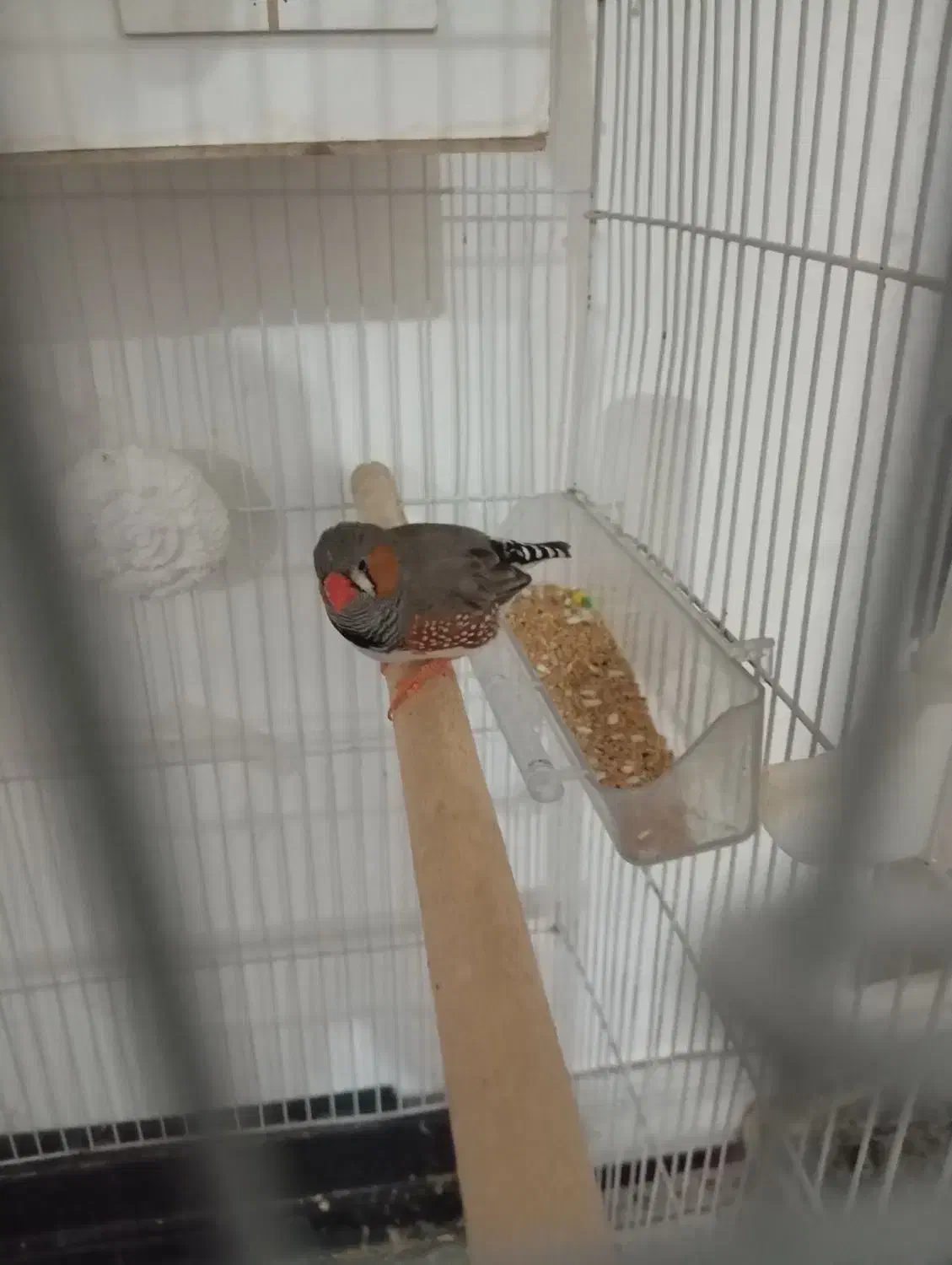 عروس هلندی و فنچ|پرنده|ایوان, |دیوار