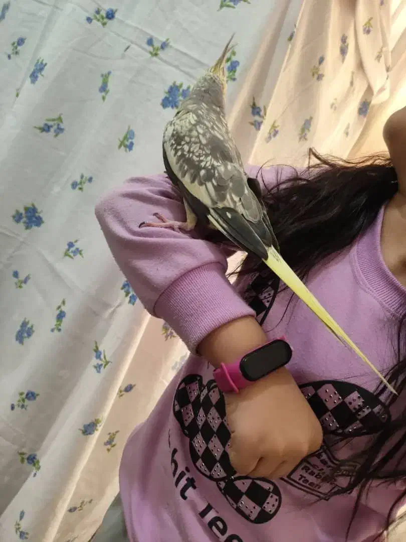 جفت عروس هلندی لوتینو معاوضه با دوچرخه|پرنده|پاکدشت, پاکدشت (مامازند)|دیوار