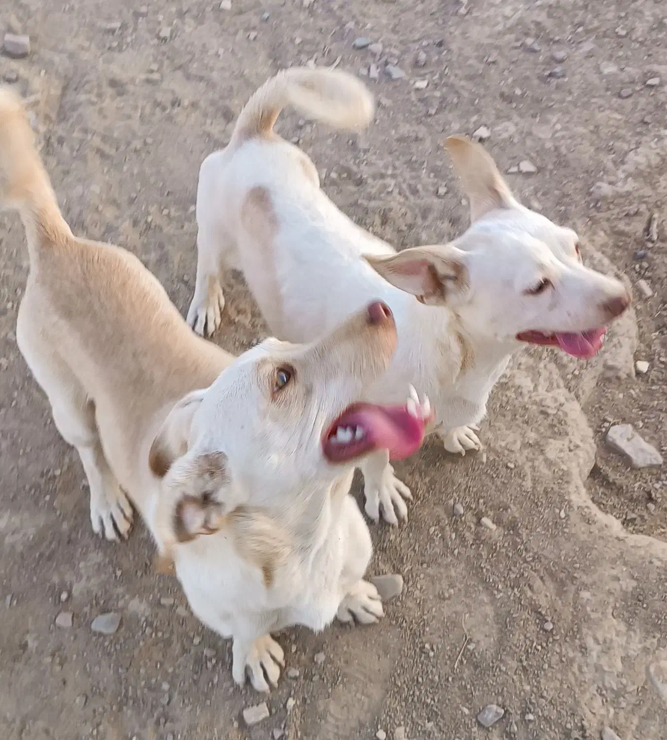 سگ پاکوتاه|سگ|قائن, |دیوار