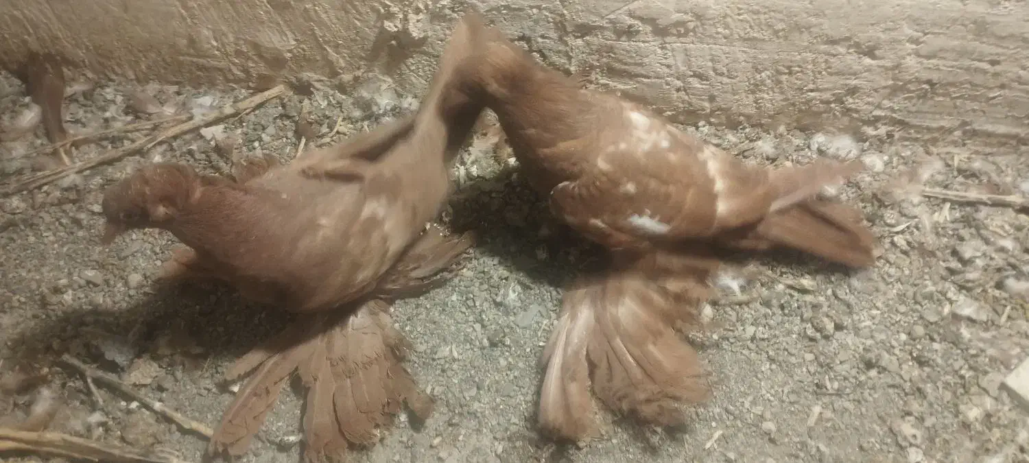 جفت کبوتر پاپر کاکلی خیلی قشنگ سر حال|پرنده|پیرانشهر, |دیوار