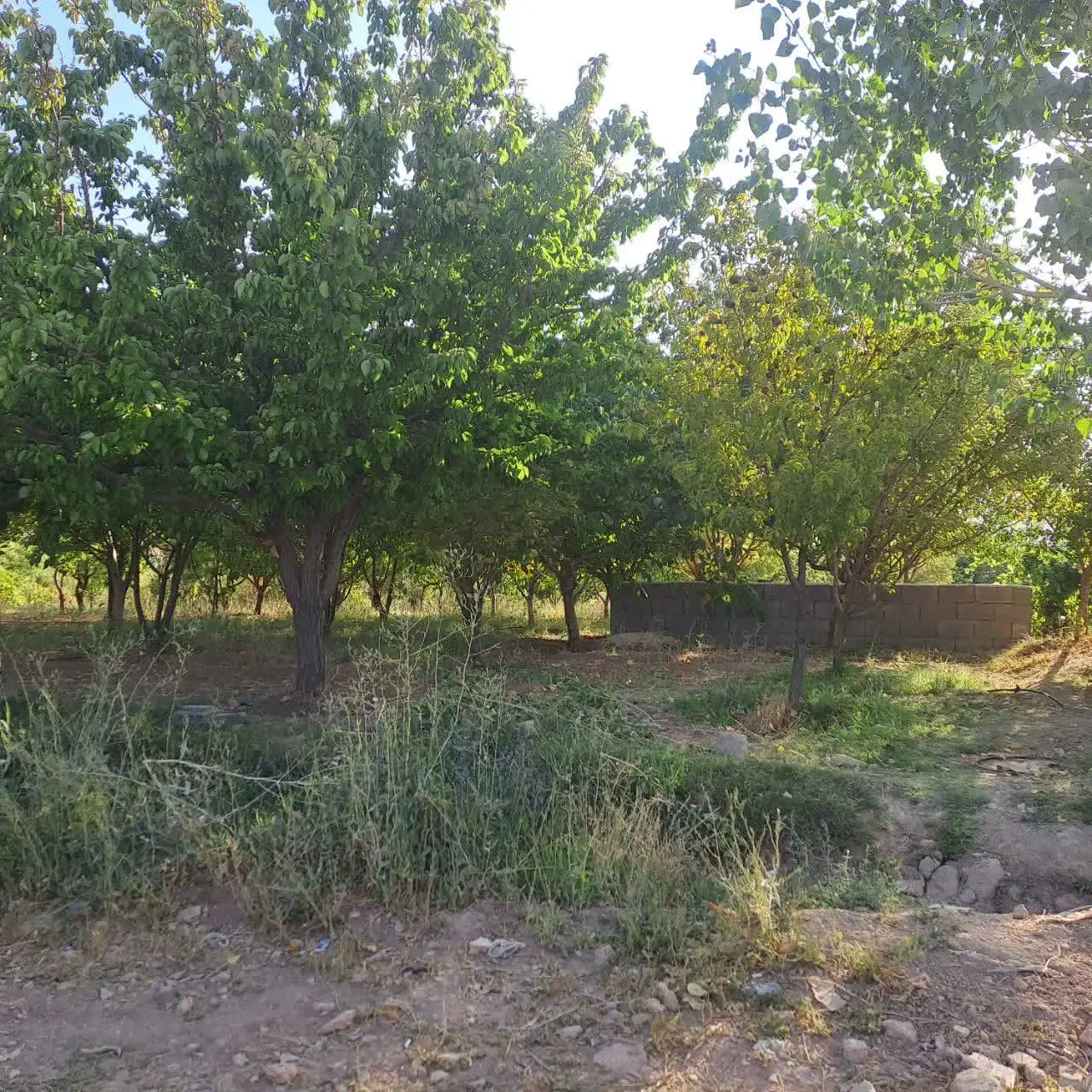 باغ حصار کشیده فروشی|فروش دفتر صنعتی، کشاورزی، تجاری|بروجن, |دیوار