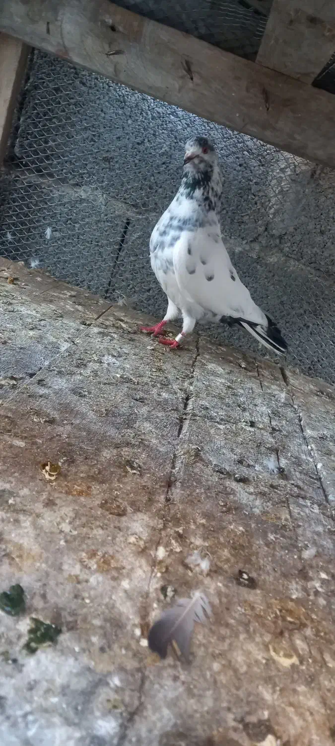 کبوتر فروشی|پرنده|کلاچای, |دیوار