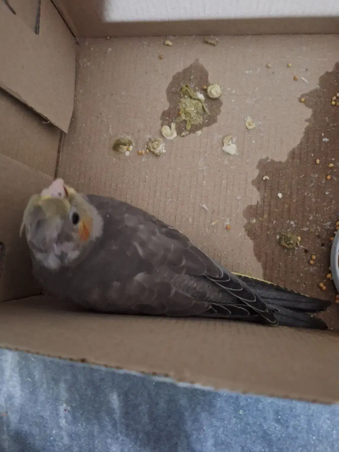 طوطی هلندی|پرنده|شوش, |دیوار