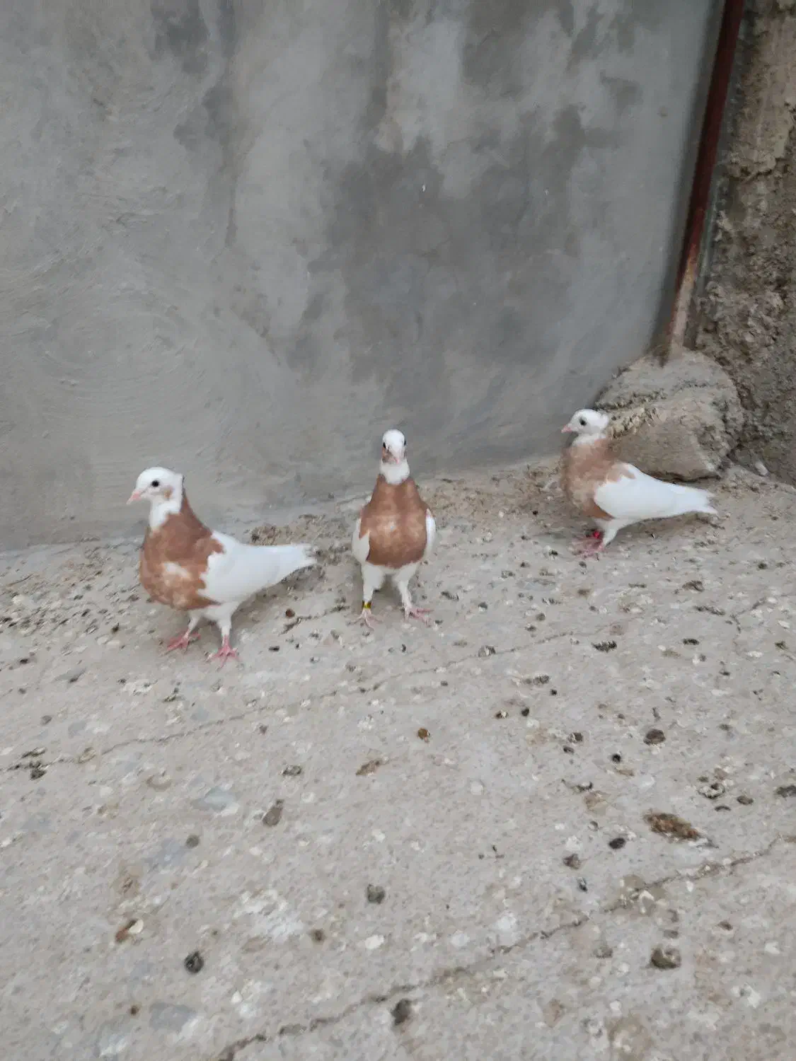 سه تا جوجه زرد از نسل خال سیاه|پرنده|فیروزآباد (فارس), |دیوار