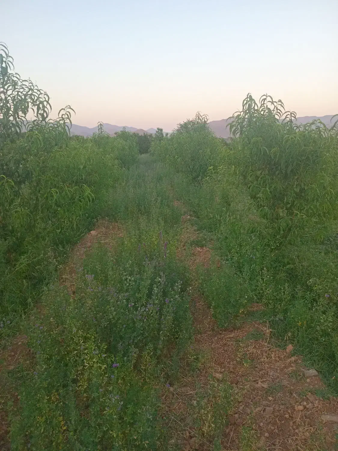 زمین کشاورزی. روستای اناج|فروش زمین و ملک کلنگی|قره چای, |دیوار