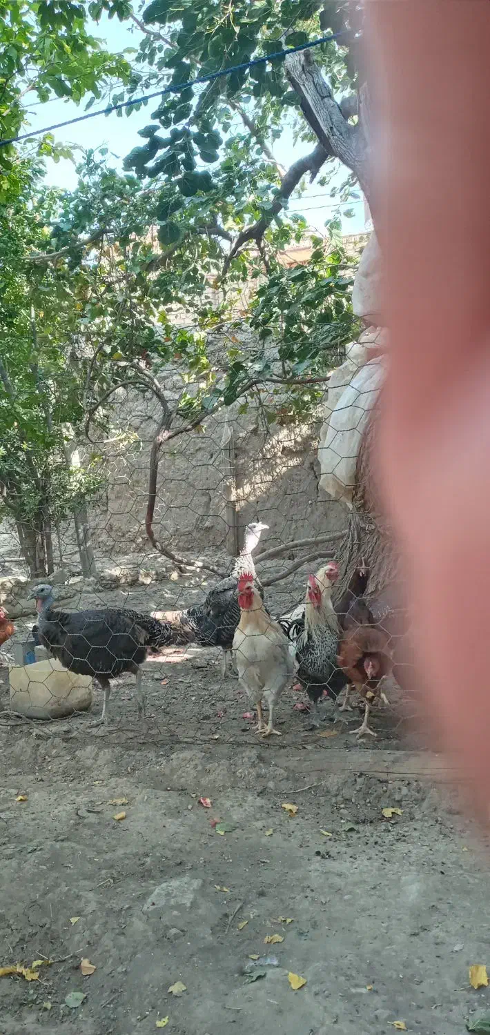 چند تا بوقلمون و خروس هشت ماهه|حیوانات مزرعه|اسفراین, |دیوار