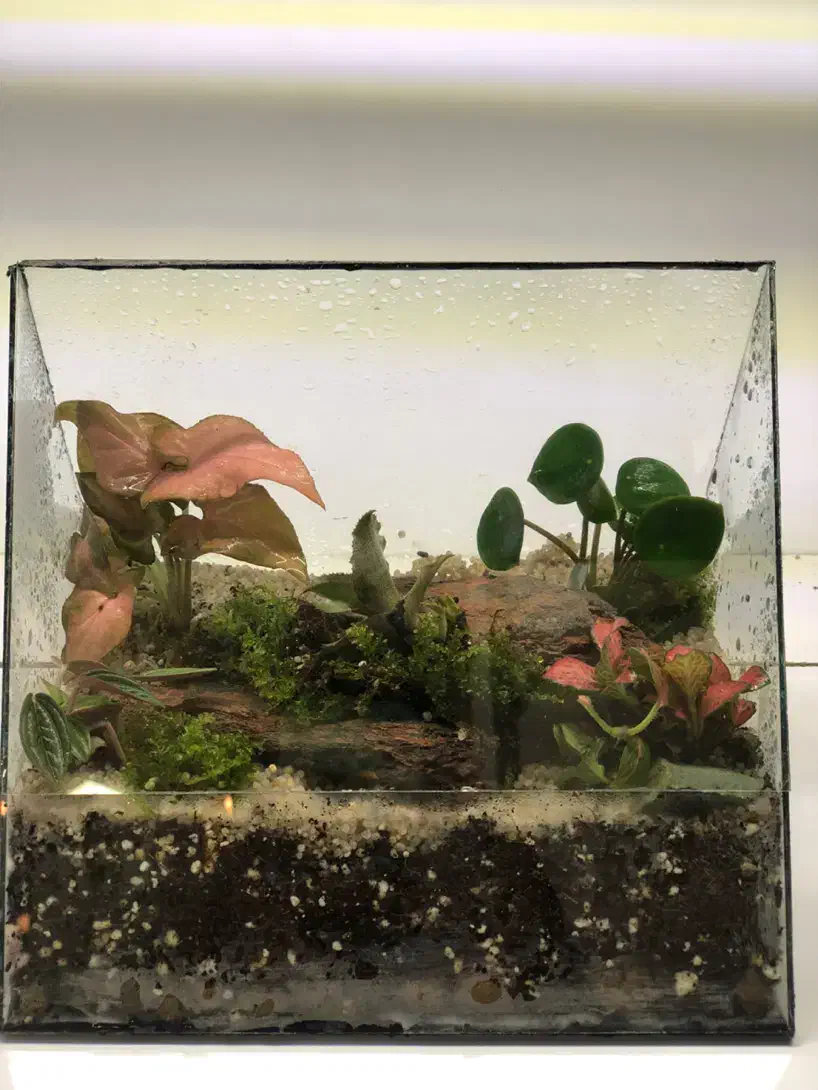 تراریوم و موساریوم هدیه روز مادر|گل و گیاه طبیعی|بندرعباس, |دیوار