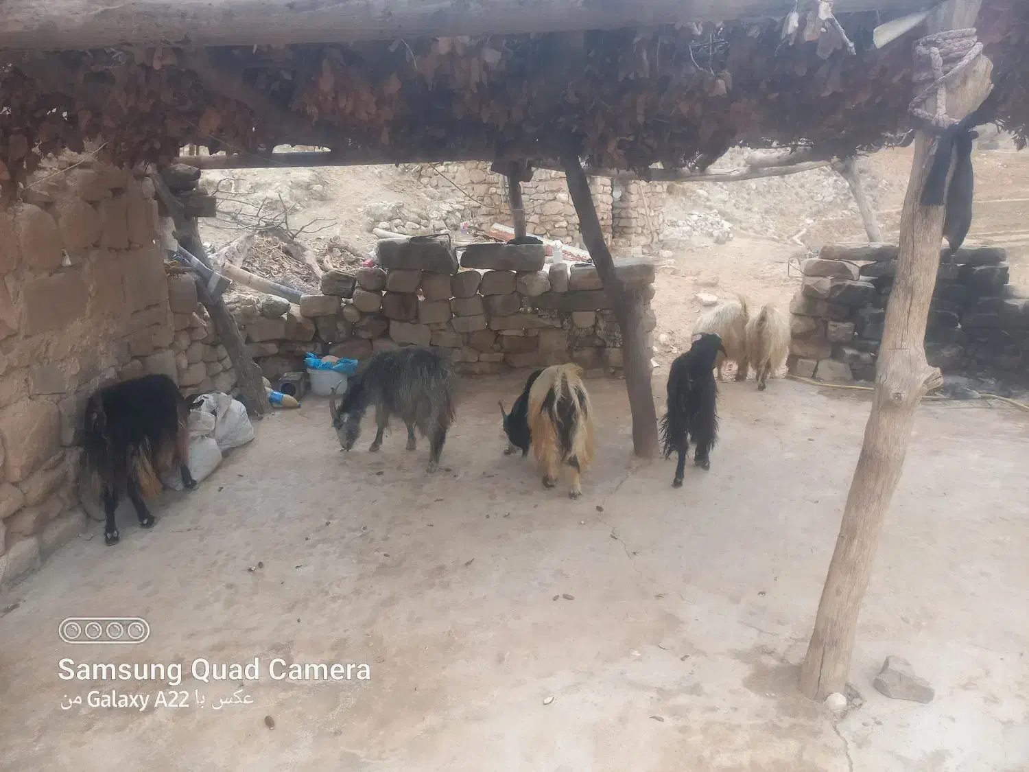 فروش گوسفند|حیوانات مزرعه|چاروسا, |دیوار