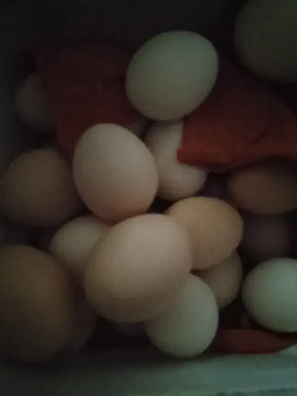 تخم مرغ|حیوانات مزرعه|زابل, |دیوار