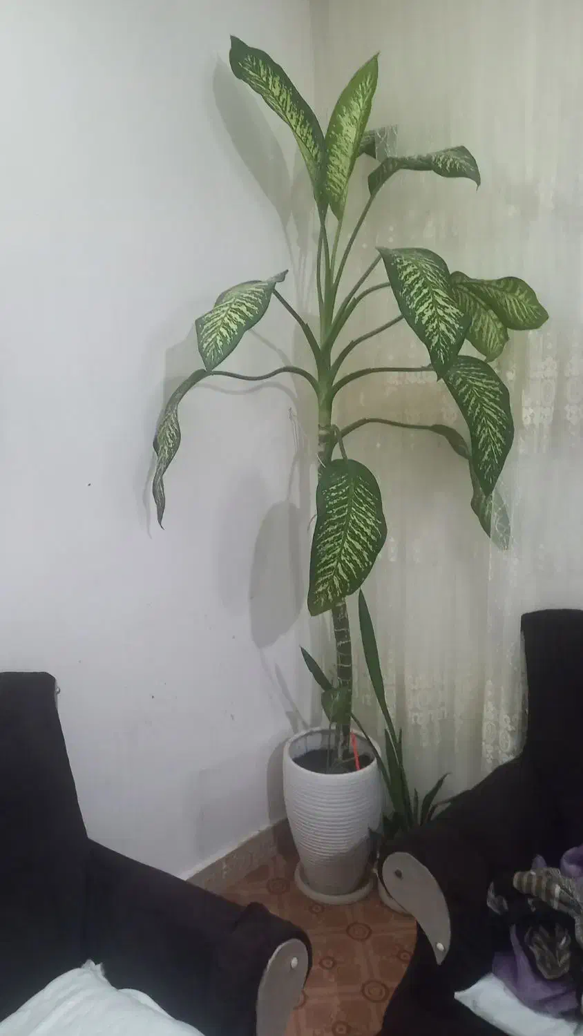 نداشتن جا مکان|گل و گیاه طبیعی|چناران, |دیوار