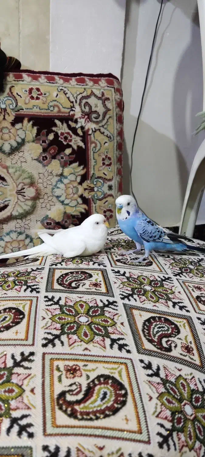 پرنده|پرنده|مریوان, |دیوار