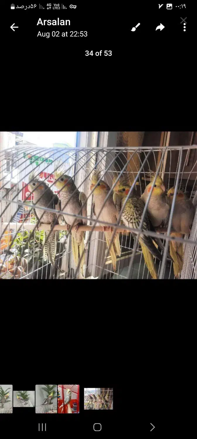 فروش عروس هلندی|پرنده|آستانه اشرفیه, |دیوار