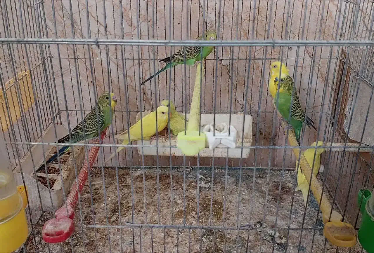 مرغ عشق هلندی و اسپانگل|پرنده|لامرد, |دیوار